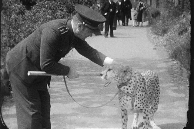 Pan podplukovník opět před kamerou a nikoli za ní – hraje si s gepardem Mignonem | foto: Sbírka Rakouského filmového muzea