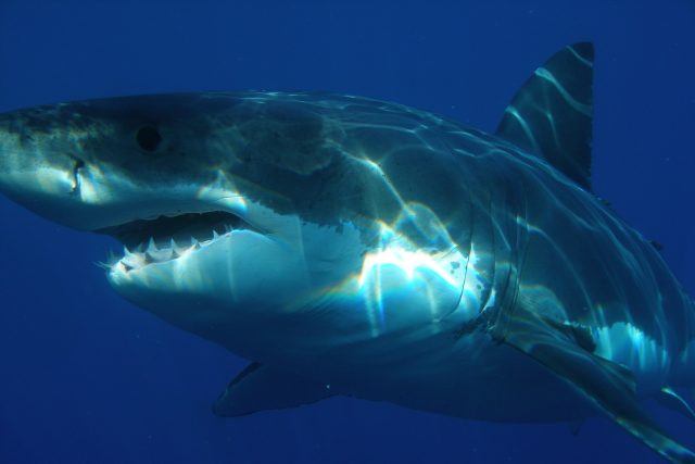 Žralok bílý  (ilustrační foto) | foto: skeeze,  Pixabay License