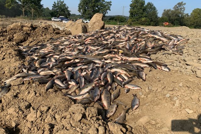 Několik desítek tun ryb uhynulých v řece Bečvě otrávily kyanidy | foto: Lenka Kratochvílová,  Český rozhlas,  Český rozhlas