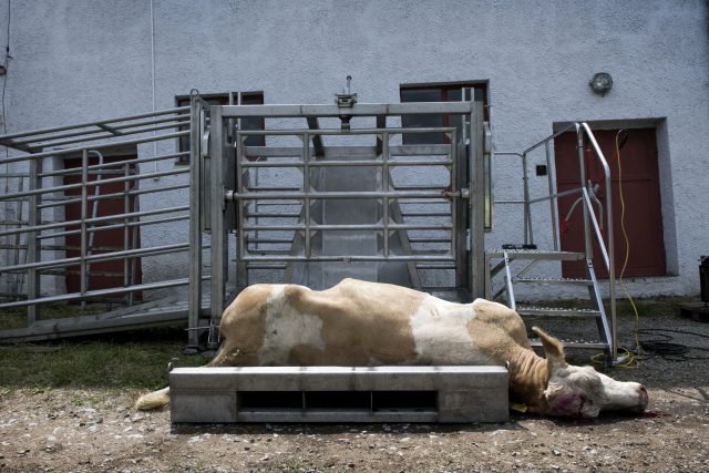 Kvůli nedostatku krmiva způsobenému suchem a spekulanty se zvyšuje počet poražených býků | foto: Michaela Danelová,  iROZHLAS.cz
