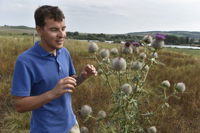 Soukromý zemědělec Martin Smetana ukazuje pcháč rostoucí na jeho pozemcích v okolí Blatničky na Hodonínsku,  kde začal dělat opatření prospěšná pro krajinu. | foto: Václav Šálek,  ČTK