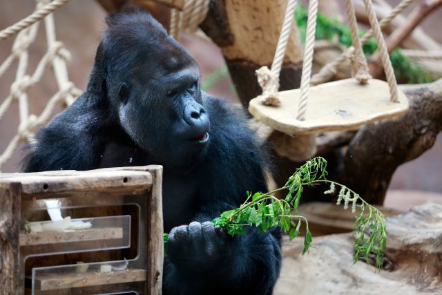 Gorilí samec Richard zatím zůstane ve starém pavilonu se svými syny. | foto: Profimedia