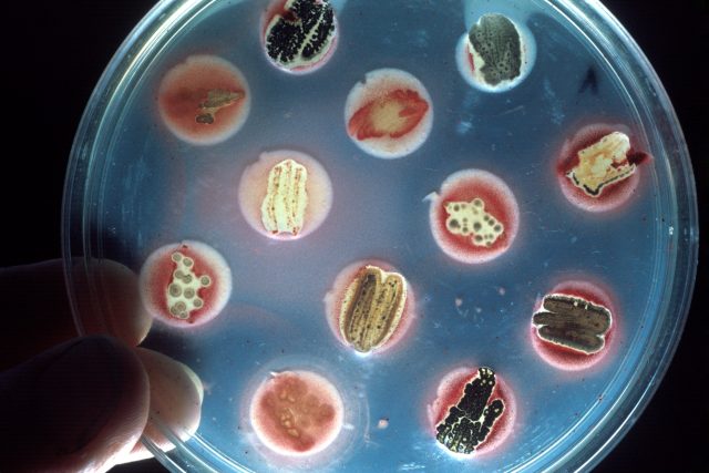 Výzkum antibiotik - testování jejich účinnosti proti různým patogenům  (ilustrační foto) | foto: Profimedia