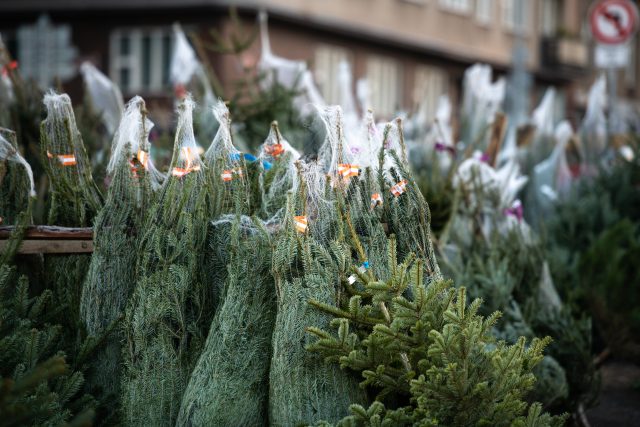 vánoční stromky,  ilustrační foto | foto: René Volfík,  iROZHLAS.cz