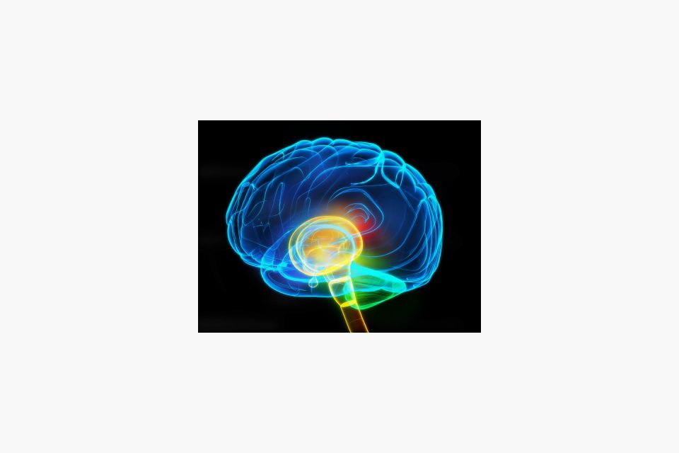 Lidský mozek | foto: Free Digital Photos