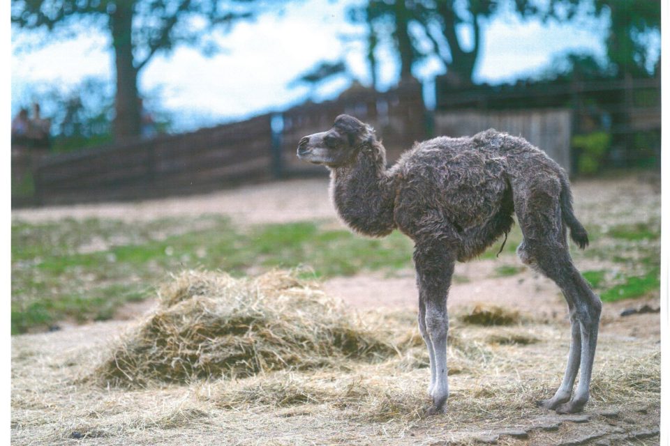 Malý velbloud dostal jméno Jirka po muzikantovi z Plzeňska | foto: Petr Hamerník,  Zoo Praha