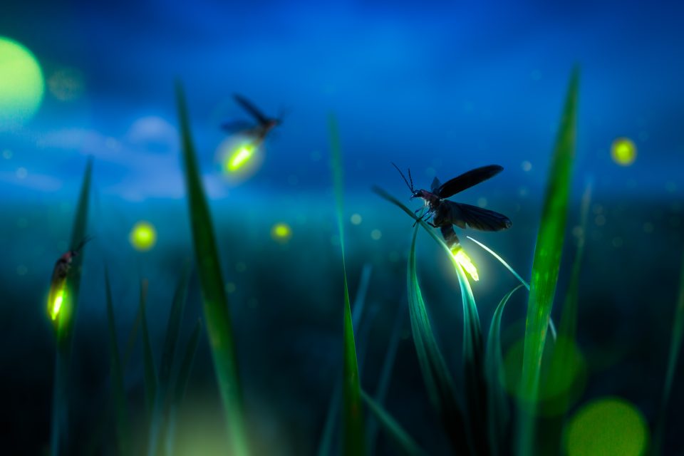 Světluška | foto: Shutterstock