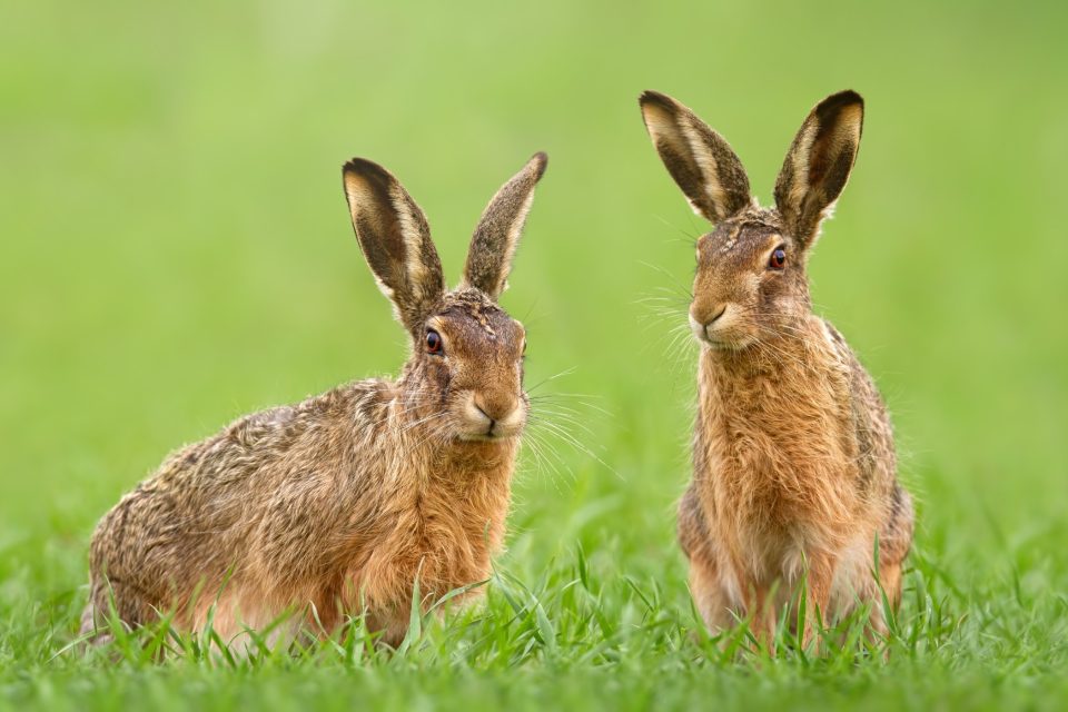 zajíc | foto: Shutterstock