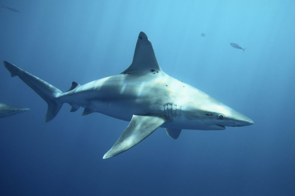 žralok,  žraloci | foto: Hugh Gentry,  Reuters