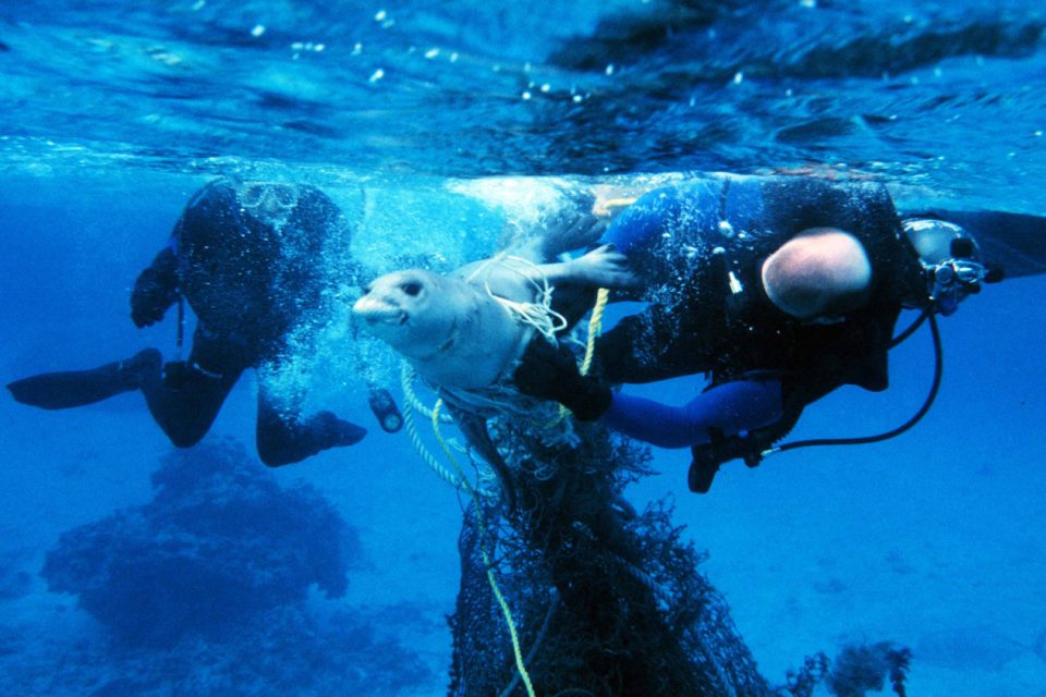 Potápěči zachraňují tuleně zapleteného ve zbytcích rybářské sítě. | foto: NOAA Marine Debris Program,  CC BY 2.0