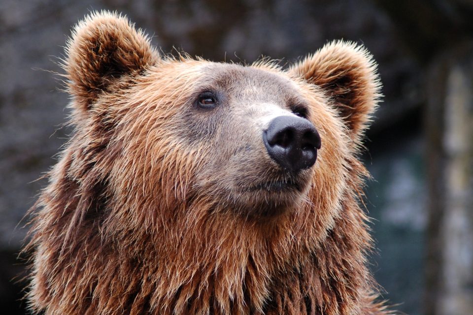 Medvěd hnědý | foto: Pexels,  Pixabay,  CC0 1.0