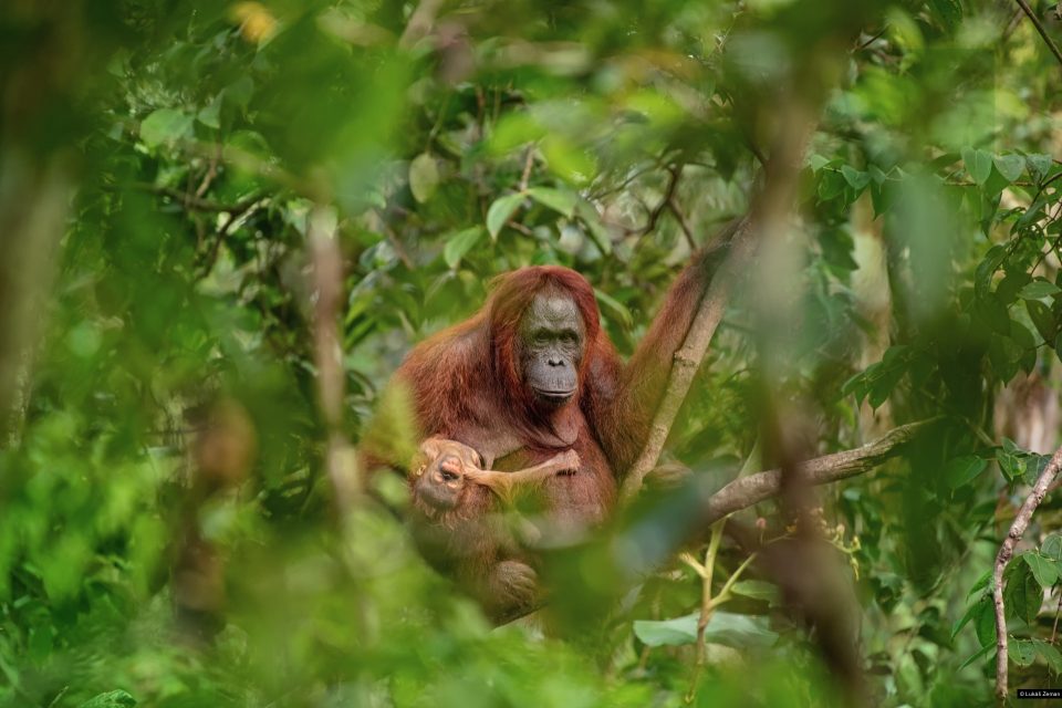 Fotografií roku 2018 a vítězem soutěže Czech Press Photo je snímek samice orangutana s umírajícím potomkem. Jeho autorem je Lukáš Zeman | foto: Lukáš Zeman,  Czech Press Photo 2018