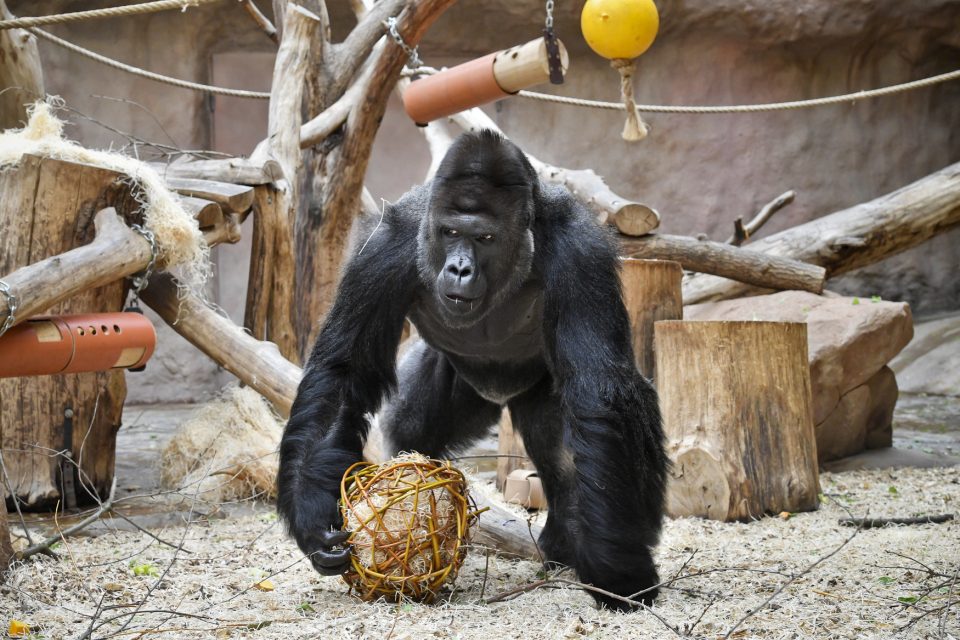 Gorilí samec Richard z pražské zoo | foto: Vít Šimánek,  ČTK