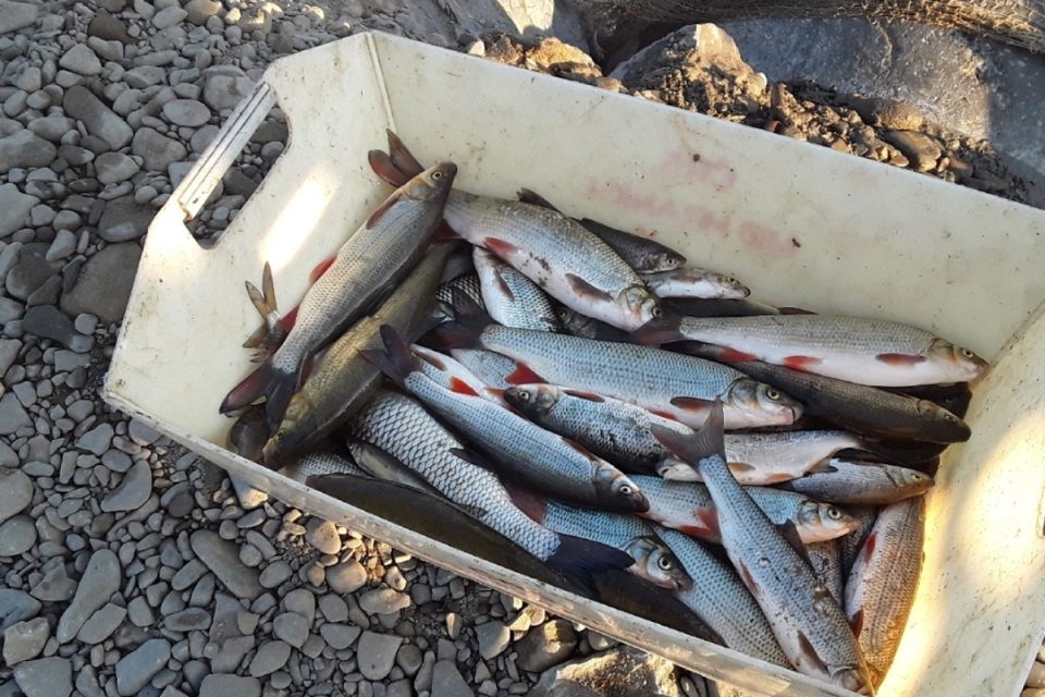 Uhynulé ryby z Bečvy | foto: HZS Olomouckého kraje