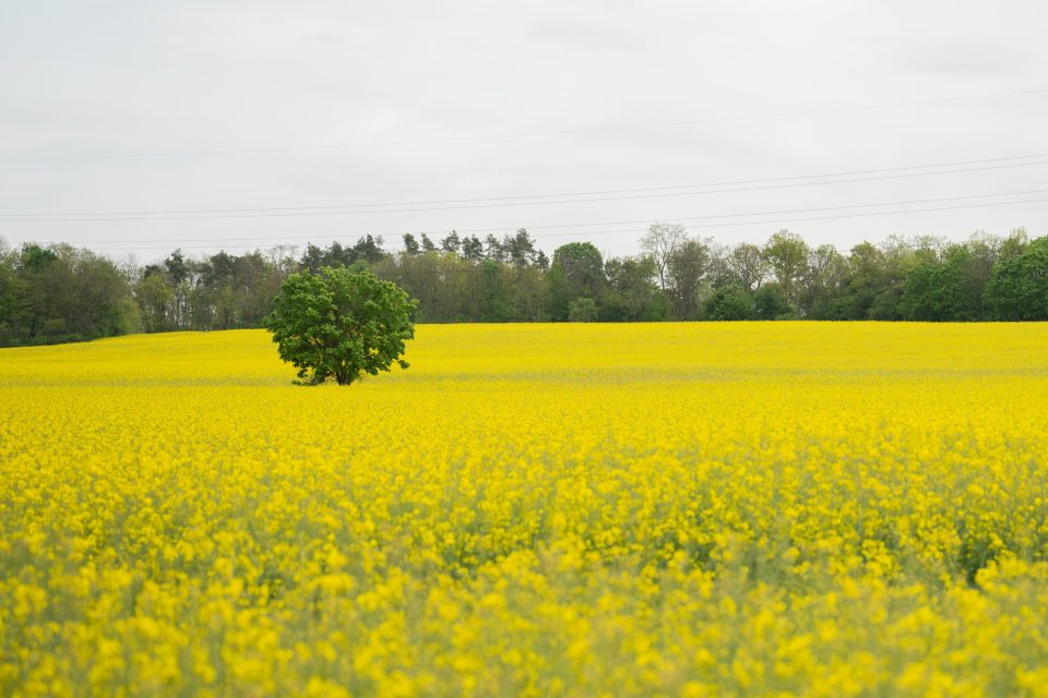 Řepkové pole | foto: Zuzana Jarolímková,  iROZHLAS.cz