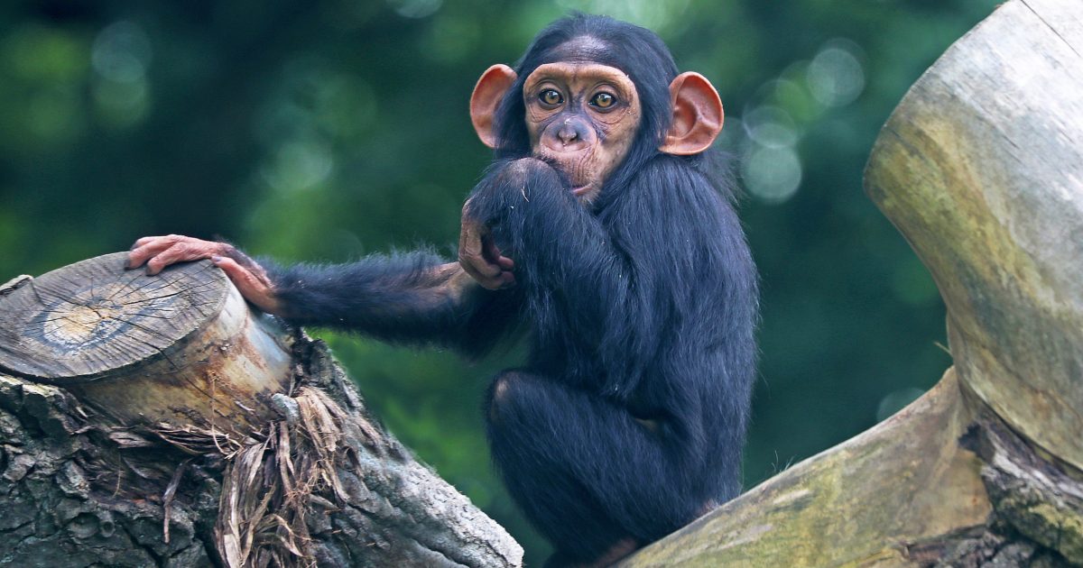 Ovocné zmrzliny připravujeme primátům do kelímku, dáme jim i dřívko. Každý by měl mít stejnou, mohli by si závidět, usmívá se výživářka